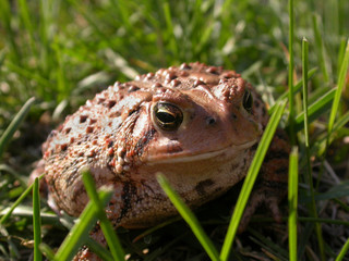 common toad in the grass 3 (of 3)