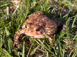 common toad in the grass 1 (of 3)