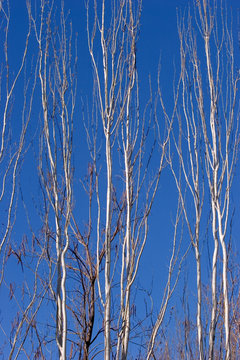 tall, bare branches of a silver tree