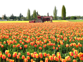 Fototapeta premium ciągnik polowy tulipanów