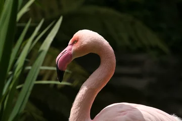 Foto op geborsteld aluminium Flamingo flamingo hoofd