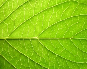 leaf © Lizard