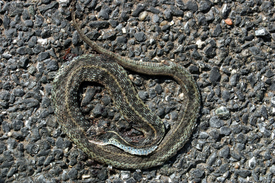 road kill