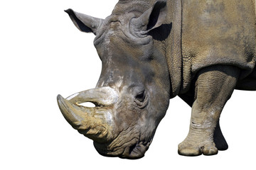 Fototapeta premium rhinocéroce