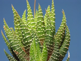 cactus haworthia attenuata