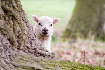 peeping lamb