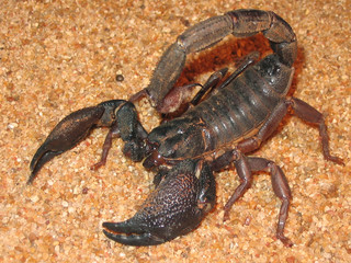 scorpion