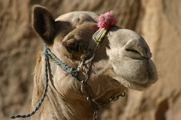 Selbstklebende Fototapeten chameau en solo © piccaya