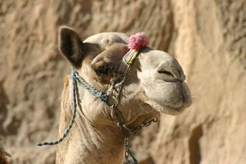 Fototapeten chameau en solo © piccaya