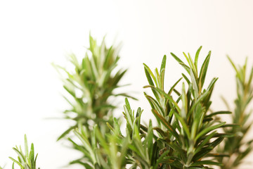 rosemary