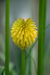 fleur © Palindra