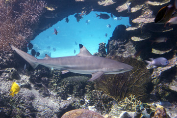 blacktipshark