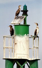 cormorans gardiens
