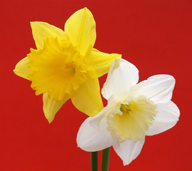 two daffodils