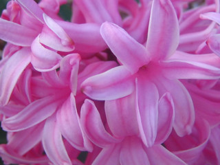 pink hyacinthus