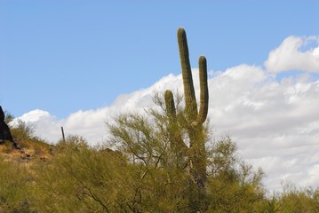 stately saguaro