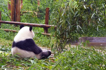 Deurstickers Panda bear in morning contemplation