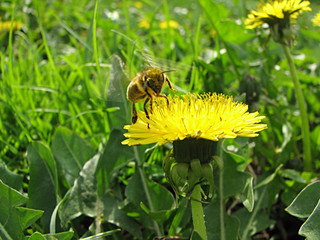 bee and dandelion