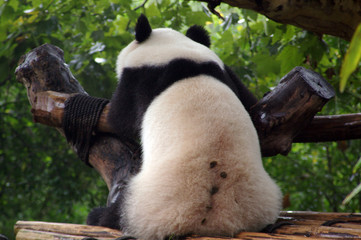 bored panda bear
