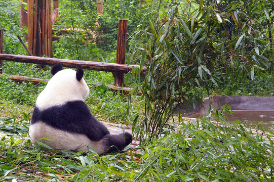 Fototapeta bear in morning contemplation