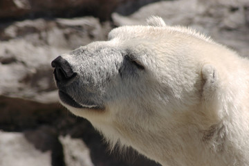 polar smile