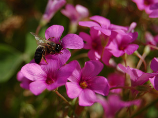 abeille et fleur 2