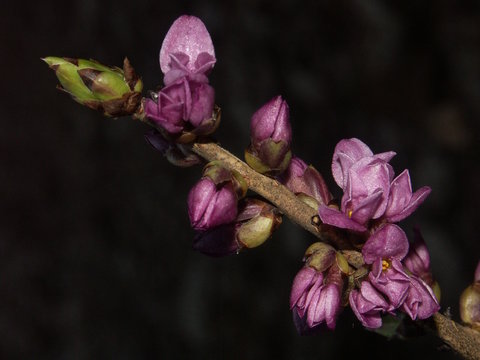 seidelbast - daphne mezereum