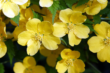 spring in the garden