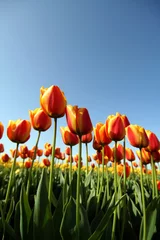 Printed roller blinds Tulip tulip