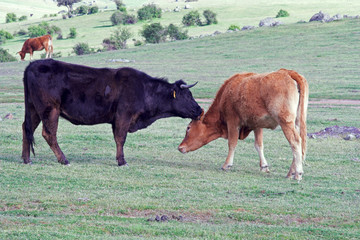 secretos de vacas