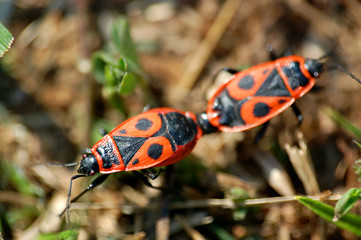 mating season