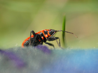 orange bug
