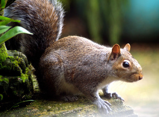 grey squirrel
