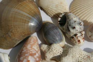 shells