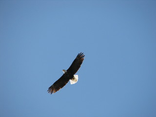 Fototapeta na wymiar eagle flying