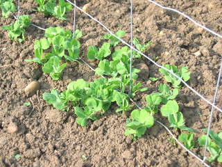 pea plants