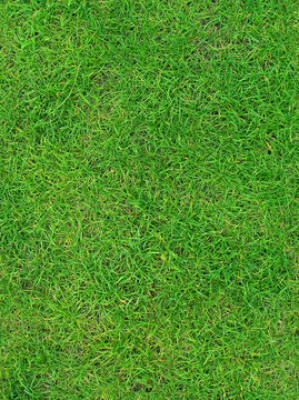 grass 4