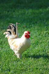 hen