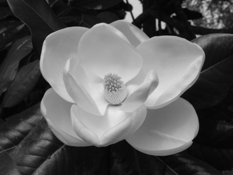 Fototapeta magnolia blossom-1