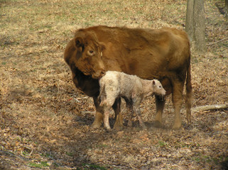 mama cow & baby calf