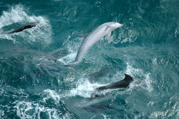 wild dolphins 1