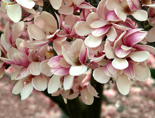 magnolia tree blooming in spring