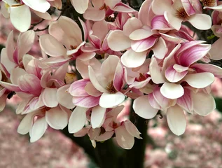 Door stickers Magnolia magnolia tree blooming in spring