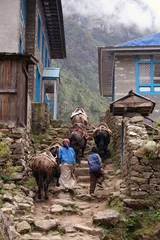 Deurstickers himalayan yak © granitepeaker