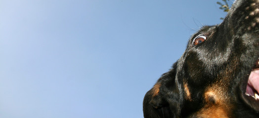 chien, rottweiler