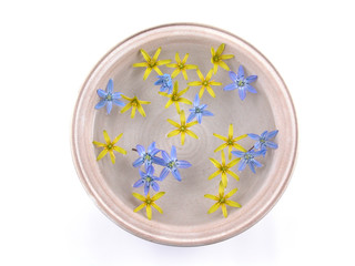 floating spring flowers