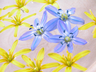 Fototapeta na wymiar floating spring flowers
