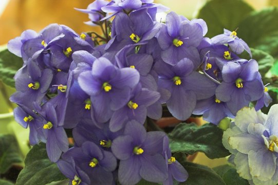 Fototapeta violets 10