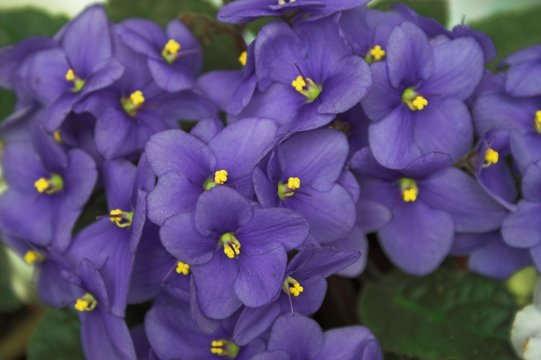 Fototapeta violets 6