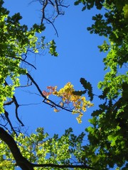 Fototapeta premium sky & trees